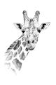 Picture of Sketched Giraffe _GroupedProduct_Rectangle_Portrait_Mini_ _GroupedProduct_Rectangle_Portrait_Unframed_Print_Only_