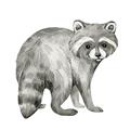 Picture of Forest Raccoon  _GroupedProduct_Square_Mini_ _GroupedProduct_Square_Unframed_Print_Only_