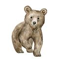Picture of Forest Bear _GroupedProduct_Square_Mini_ _GroupedProduct_Square_Unframed_Print_Only_