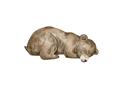 Picture of Baby grizzly bear II _GroupedProduct_Rectangle_Landscape_Mini_ _GroupedProduct_Rectangle_Landscape_Unframed_Print_Only_