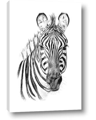 Picture of Sketched Zebras