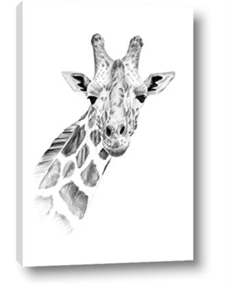 Picture of Sketched Giraffe