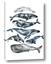 Picture of Fish Pattern