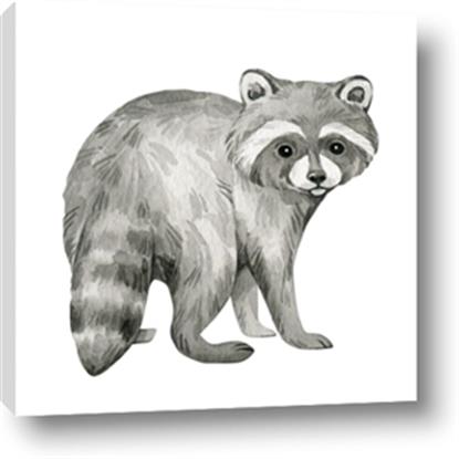 Picture of Forest Raccoon