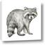 Picture of Forest Raccoon