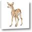 Picture of Forest Deer