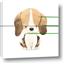 Picture of Beagle