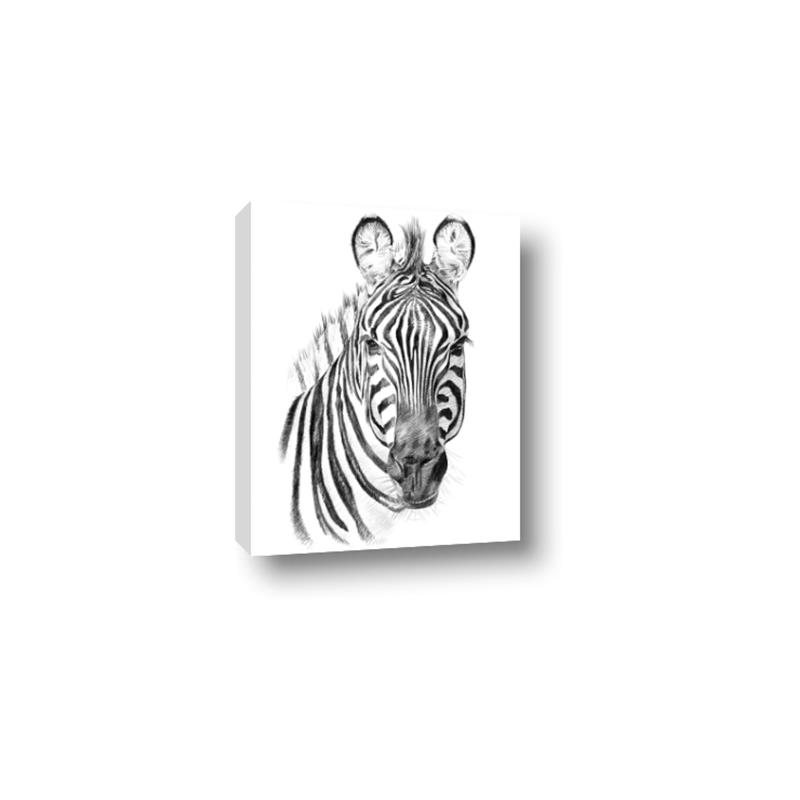 Picture of Sketched Zebras _GroupedProduct_Rectangle_Portrait_Mini_ _GroupedProduct_Rectangle_Portrait_Canvas_
