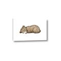 Picture of Baby grizzly bear I _GroupedProduct_Rectangle_Landscape_Mini_ _GroupedProduct_Rectangle_Landscape_Canvas_