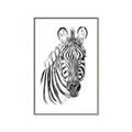 Picture of Sketched Zebras _GroupedProduct_Rectangle_Portrait_Mini_ _GroupedProduct_Rectangle_Portrait_Canvas_Framed_