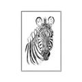 Picture of Sketched Zebras _GroupedProduct_Rectangle_Portrait_Mini_ _GroupedProduct_Rectangle_Portrait_Canvas_Framed_