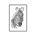 Picture of Sketched Zebras _GroupedProduct_Rectangle_Portrait_Mini_ _GroupedProduct_Rectangle_Portrait_Canvas_Framed_