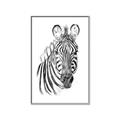 Picture of Sketched Zebras _GroupedProduct_Rectangle_Portrait_Mini_ _GroupedProduct_Rectangle_Portrait_Canvas_Framed_