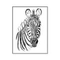 Picture of Sketched Zebras _GroupedProduct_Rectangle_Portrait_Mini_ _GroupedProduct_Rectangle_Portrait_Canvas_Framed_