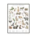 Picture of African wild animals II _GroupedProduct_Rectangle_Portrait_Mini_ _GroupedProduct_Rectangle_Portrait_Canvas_Framed_