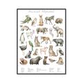 Picture of African wild animals II _GroupedProduct_Rectangle_Portrait_Mini_ _GroupedProduct_Rectangle_Portrait_Canvas_Framed_