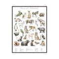 Picture of African wild animals II _GroupedProduct_Rectangle_Portrait_Mini_ _GroupedProduct_Rectangle_Portrait_Canvas_Framed_