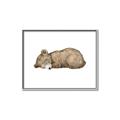 Picture of Baby grizzly bear I _GroupedProduct_Rectangle_Landscape_Mini_ _GroupedProduct_Rectangle_Landscape_Canvas_Framed_