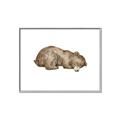 Picture of Baby grizzly bear II _GroupedProduct_Rectangle_Landscape_Mini_ _GroupedProduct_Rectangle_Landscape_Canvas_Framed_