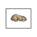 Picture of Baby grizzly bear II _GroupedProduct_Rectangle_Landscape_Mini_ _GroupedProduct_Rectangle_Landscape_Canvas_Framed_