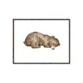 Picture of Baby grizzly bear II _GroupedProduct_Rectangle_Landscape_Mini_ _GroupedProduct_Rectangle_Landscape_Canvas_Framed_