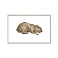 Picture of Baby grizzly bear II _GroupedProduct_Rectangle_Landscape_Mini_ _GroupedProduct_Rectangle_Landscape_Canvas_Framed_