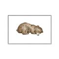 Picture of Baby grizzly bear II _GroupedProduct_Rectangle_Landscape_Mini_ _GroupedProduct_Rectangle_Landscape_Canvas_Framed_