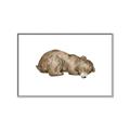 Picture of Baby grizzly bear II _GroupedProduct_Rectangle_Landscape_Mini_ _GroupedProduct_Rectangle_Landscape_Canvas_Framed_
