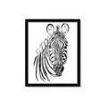 Picture of Sketched Zebras _GroupedProduct_Rectangle_Portrait_Mini_ _GroupedProduct_Rectangle_Portrait_Framed_Matted_