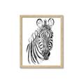 Picture of Sketched Zebras _GroupedProduct_Rectangle_Portrait_Mini_ _GroupedProduct_Rectangle_Portrait_Framed_Matted_