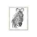 Picture of Sketched Zebras _GroupedProduct_Rectangle_Portrait_Mini_ _GroupedProduct_Rectangle_Portrait_Framed_Matted_