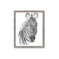 Picture of Sketched Zebras _GroupedProduct_Rectangle_Portrait_Mini_ _GroupedProduct_Rectangle_Portrait_Framed_Matted_