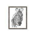 Picture of Sketched Zebras _GroupedProduct_Rectangle_Portrait_Mini_ _GroupedProduct_Rectangle_Portrait_Framed_Matted_