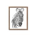 Picture of Sketched Zebras _GroupedProduct_Rectangle_Portrait_Mini_ _GroupedProduct_Rectangle_Portrait_Framed_Matted_
