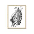 Picture of Sketched Zebras _GroupedProduct_Rectangle_Portrait_Mini_ _GroupedProduct_Rectangle_Portrait_Framed_Matted_