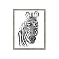 Picture of Sketched Zebras _GroupedProduct_Rectangle_Portrait_Mini_ _GroupedProduct_Rectangle_Portrait_Framed_Matted_