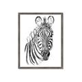 Picture of Sketched Zebras _GroupedProduct_Rectangle_Portrait_Mini_ _GroupedProduct_Rectangle_Portrait_Framed_Matted_