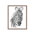 Picture of Sketched Zebras _GroupedProduct_Rectangle_Portrait_Mini_ _GroupedProduct_Rectangle_Portrait_Framed_Matted_