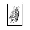 Picture of Sketched Zebras _GroupedProduct_Rectangle_Portrait_Mini_ _GroupedProduct_Rectangle_Portrait_Framed_Matted_