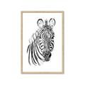 Picture of Sketched Zebras _GroupedProduct_Rectangle_Portrait_Mini_ _GroupedProduct_Rectangle_Portrait_Framed_Matted_