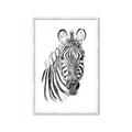 Picture of Sketched Zebras _GroupedProduct_Rectangle_Portrait_Mini_ _GroupedProduct_Rectangle_Portrait_Framed_Matted_