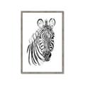 Picture of Sketched Zebras _GroupedProduct_Rectangle_Portrait_Mini_ _GroupedProduct_Rectangle_Portrait_Framed_Matted_