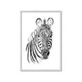 Picture of Sketched Zebras _GroupedProduct_Rectangle_Portrait_Mini_ _GroupedProduct_Rectangle_Portrait_Framed_Matted_