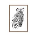 Picture of Sketched Zebras _GroupedProduct_Rectangle_Portrait_Mini_ _GroupedProduct_Rectangle_Portrait_Framed_Matted_