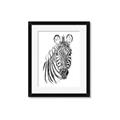 Picture of Sketched Zebras _GroupedProduct_Rectangle_Portrait_Mini_ _GroupedProduct_Rectangle_Portrait_Framed_Matted_