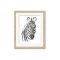 Picture of Sketched Zebras _GroupedProduct_Rectangle_Portrait_Mini_ _GroupedProduct_Rectangle_Portrait_Framed_Matted_