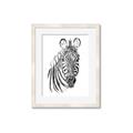 Picture of Sketched Zebras _GroupedProduct_Rectangle_Portrait_Mini_ _GroupedProduct_Rectangle_Portrait_Framed_Matted_