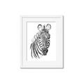 Picture of Sketched Zebras _GroupedProduct_Rectangle_Portrait_Mini_ _GroupedProduct_Rectangle_Portrait_Framed_Matted_