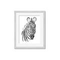 Picture of Sketched Zebras _GroupedProduct_Rectangle_Portrait_Mini_ _GroupedProduct_Rectangle_Portrait_Framed_Matted_