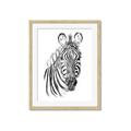 Picture of Sketched Zebras _GroupedProduct_Rectangle_Portrait_Mini_ _GroupedProduct_Rectangle_Portrait_Framed_Matted_